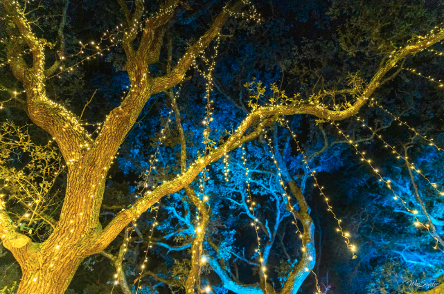 WinterLights Event